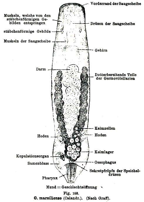 Image of Genostomatidae