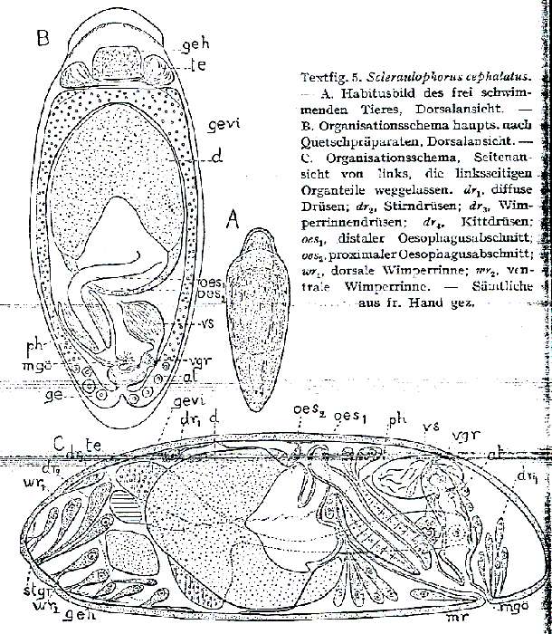 Image of Scleraulophorus