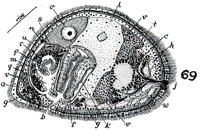 Image of Rosmarium