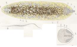 Image of Acmostomum