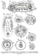 Image of Acmostomum