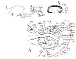 Image of Acmostomum