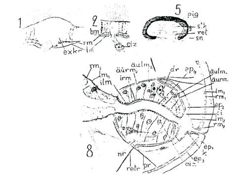 Image of Plagiostomidae