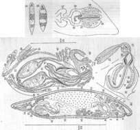 Image of Plagiostomum abboti Karling 1962