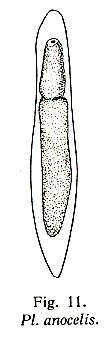 Image of Plagiostomum anocelis Brandtner 1934