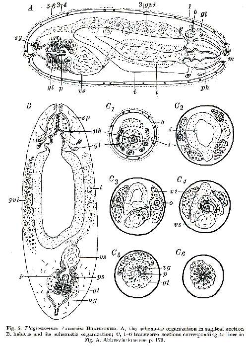 Image of Plagiostomum anocelis Brandtner 1934