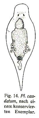 Image of Plagiostomum caudatum Levinsen 1879