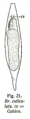 Image of Plagiostomum cuticulata (Brandtner 1934) Kulinitch 1980