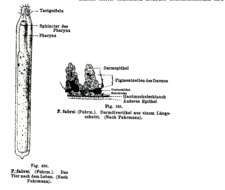 Image of Plagiostomum fabrei Fuhrmann 1896