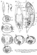 Image of Plagiostomum filicauda Westblad 1956