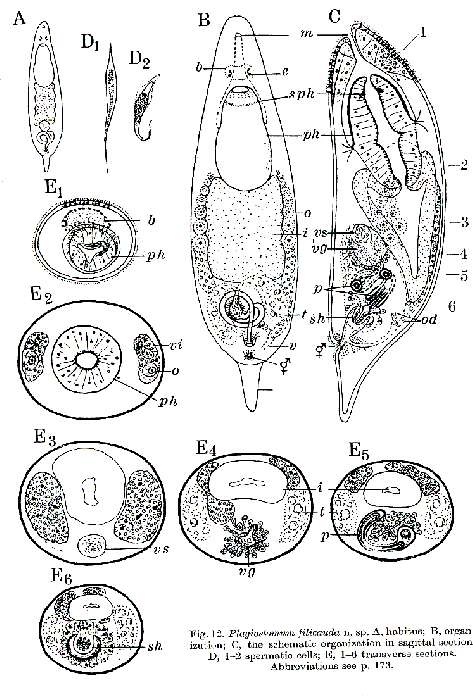 Image of Plagiostomum filicauda Westblad 1956