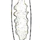 Image of Plagiostomum flavum Brandtner 1934