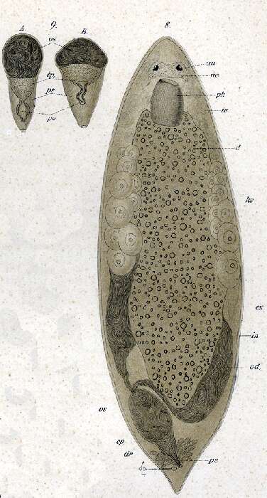 Image of Plagiostomum girardi (Schmidt 1857)