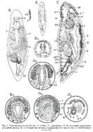 Image of Plagiostomum girardi (Schmidt 1857)