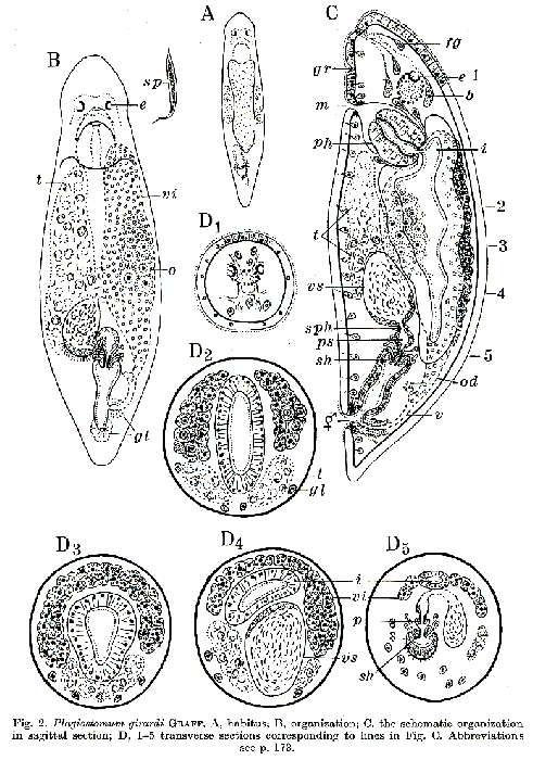 Image of Plagiostomum girardi (Schmidt 1857)