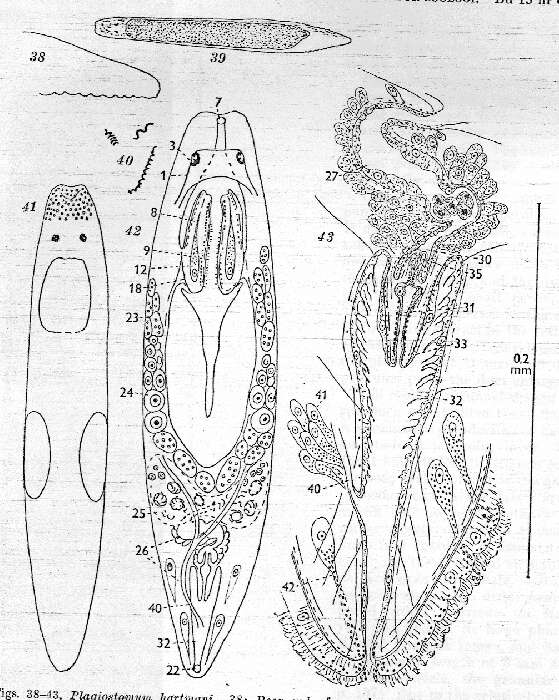Image of Plagiostomum hartmani Karling 1962
