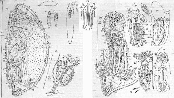 Image of Plagiostomum hedgpethi Karling 1962