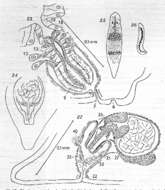 Image of Plagiostomum langi Karling 1962