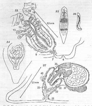 Image of Plagiostomum langi Karling 1962