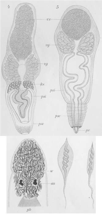 Image of Plagiostomum maculatum Graff 1882