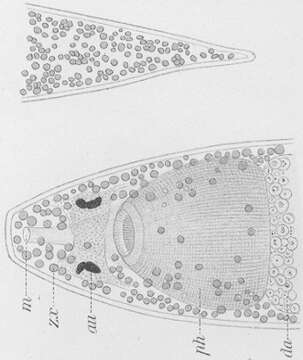 Image of Plagiostomum meledanum Graff 1911
