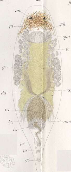 Image of Plagiostomum morgani Graff 1911