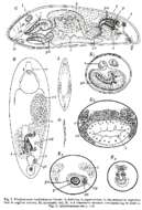 Image of Plagiostomum ochroleucum Graff 1882