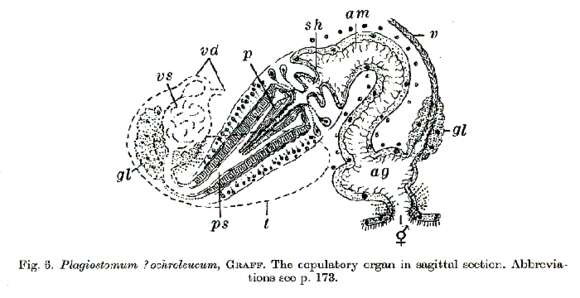 Image of Plagiostomum ochroleucum Graff 1882