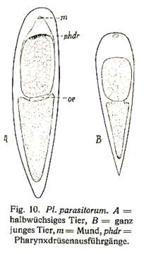 Image of Plagiostomum parasitorum Brandtner 1934