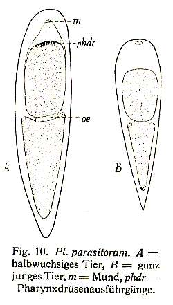 Image of Plagiostomum parasitorum Brandtner 1934