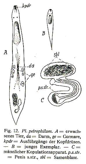 Image of Plagiostomum petrophilum Brandtner 1934
