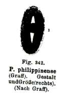 Image of Plagiostomum philippinense Graff 1882