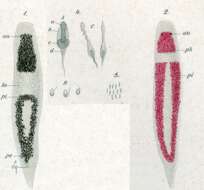Image of Plagiostomum reticulatum (Schmidt 1852)