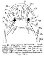 Image of Plagiostomum sorrentinum Riedl 1954