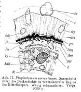 Image de Plagiostomum sorrentinum Riedl 1954