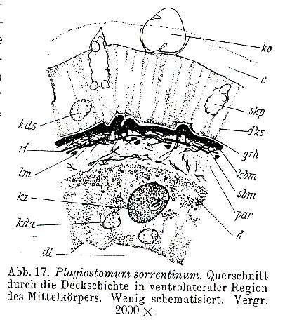 Image de Plagiostomum sorrentinum Riedl 1954