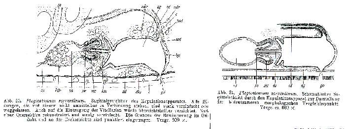 Image of Plagiostomum sorrentinum Riedl 1954