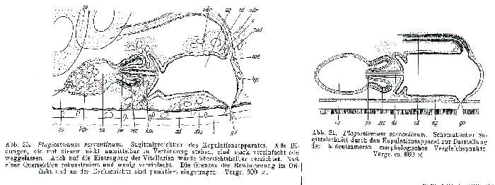 Image de Plagiostomum sorrentinum Riedl 1954