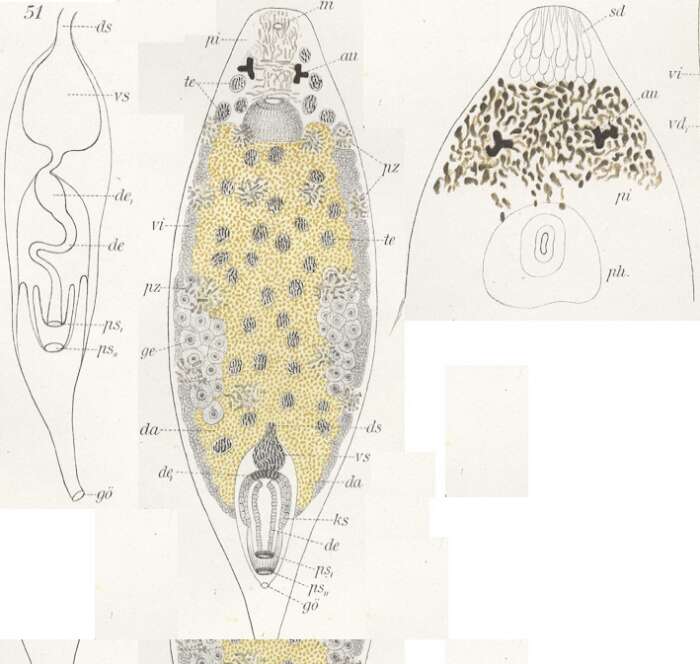 Image of Plagiostomum stellatum Graff 1911