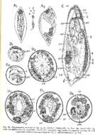 Image of Plagiostomum striatum Westblad 1956