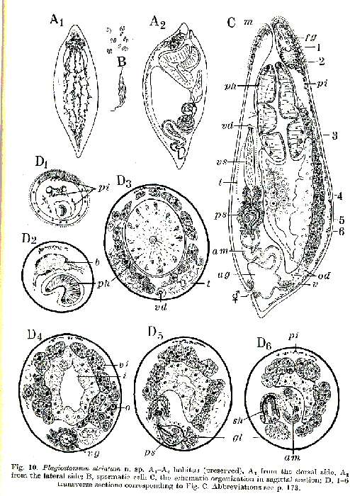 Image of Plagiostomum striatum Westblad 1956