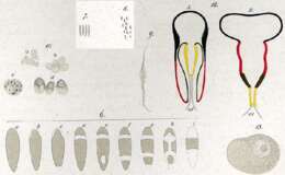 Sivun Plagiostomum vittatum (Frey & Leuckart 1847) kuva