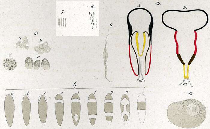 Image of Plagiostomum vittatum (Frey & Leuckart 1847)
