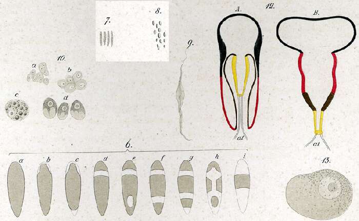 Sivun Plagiostomum vittatum (Frey & Leuckart 1847) kuva