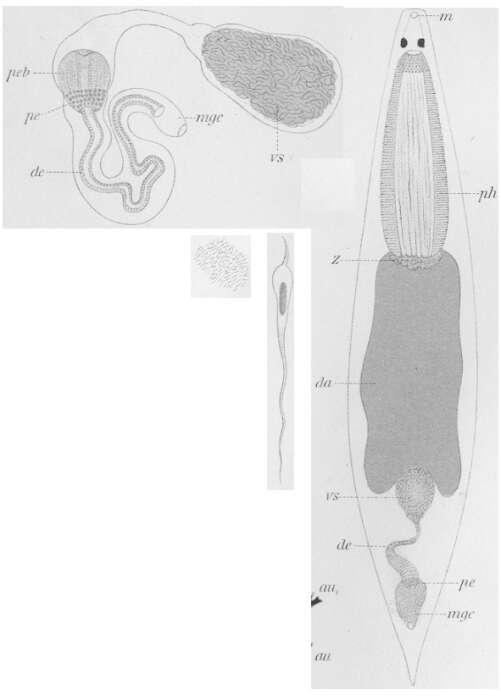 Image of Plagiostomum whitmani Graff 1911