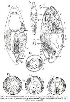 Image de Plagiostomum whitmani Graff 1911