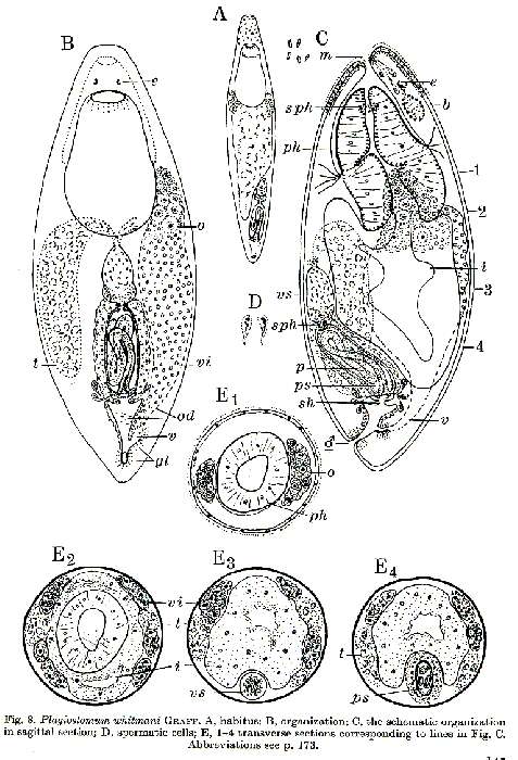 Image of Plagiostomum whitmani Graff 1911