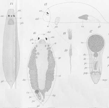 Image of Plagiostomum wilsoni Graff 1911