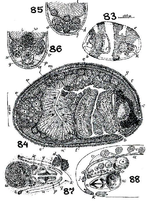 Image of Puzostoma