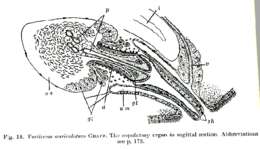 Image of Vorticeros auriculatum (Müller OF 1784)